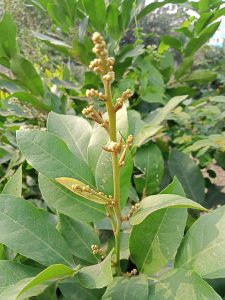 Close-up of a green plant with budding flowers in Kawtoli, Brahmanbaria, Bangladesh.