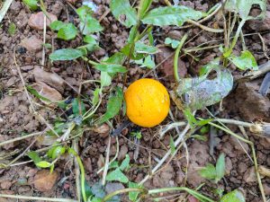 A small, round orange fruit is resting on the ground amid green plants and dry soil.