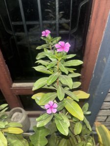 A close-up view of a flowering plant with vibrant pink flowers and lush green leaves.