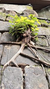 A close-up view of a rocky wall where plant roots are visibly growing out of cracks between the stones, green leaves emerge from the top. Plastic ducting and cable infrastructure can be seen above the leaves.