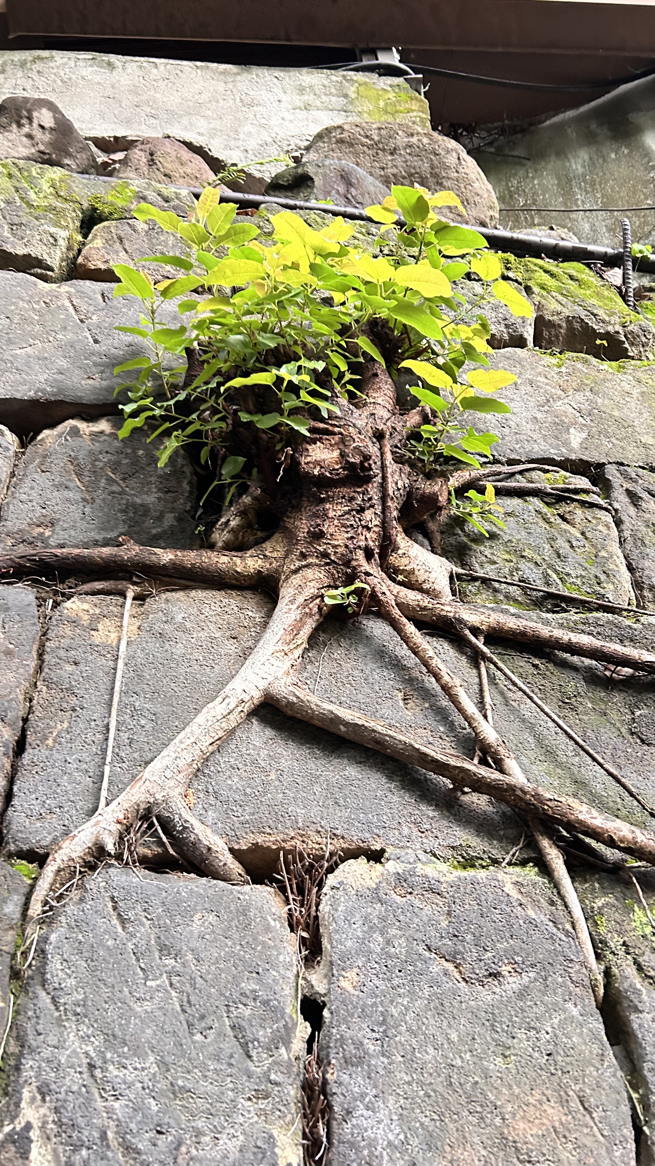 A close-up view of a rocky wall where plant roots are visibly growing out of cracks between the stones, green leaves emerge from the top. Plastic ducting and cable infrastructure can be seen above the leaves.