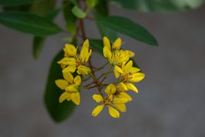 A close-up of bright yellow, star-shaped flowers nestled among green leaves against a soft, blurred background.