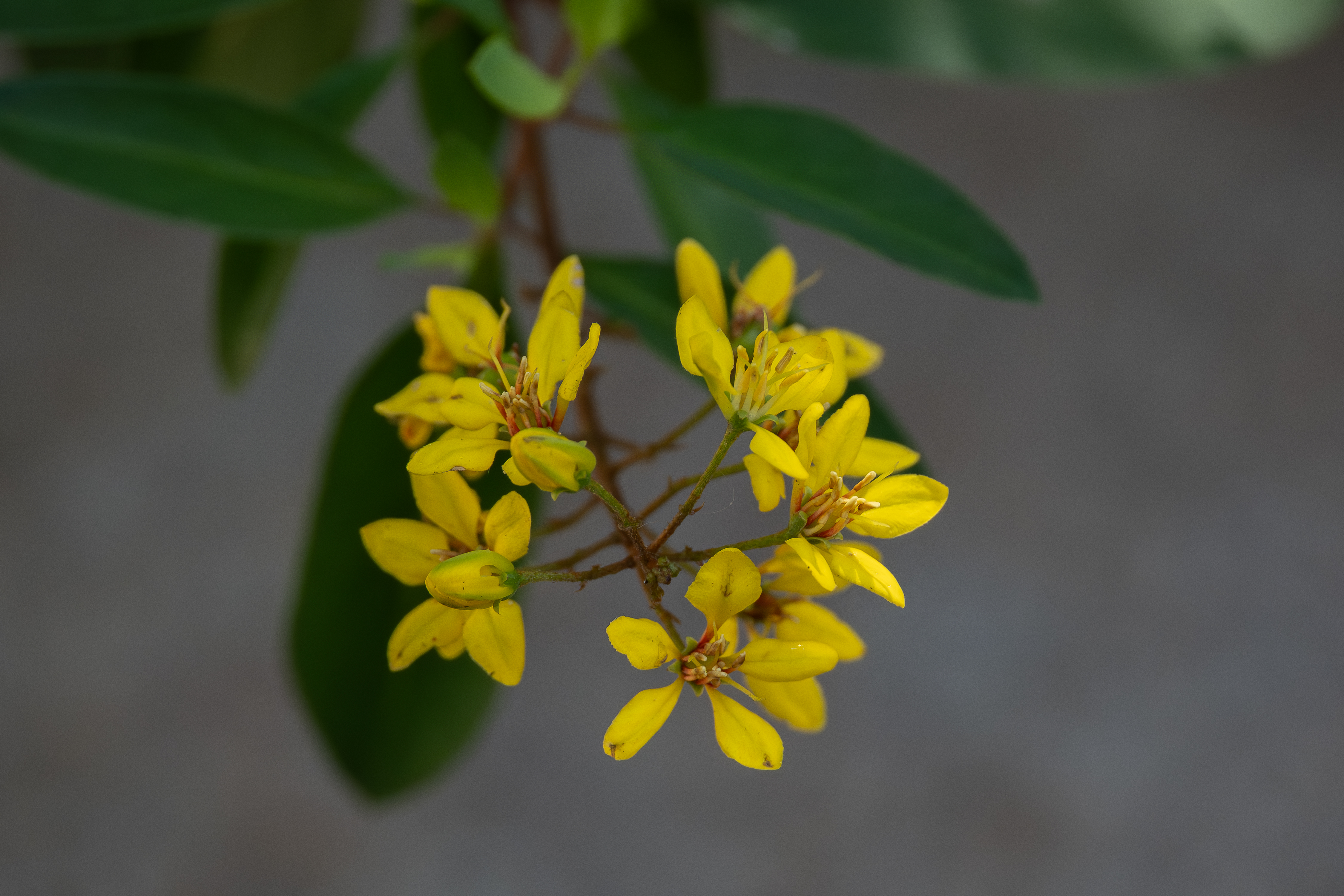 A close-up of bright yellow, star-shaped flowers nestled among green leaves against a soft, blurred background.