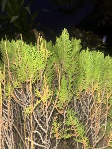 A close-up view of lush green foliage, featuring slender, needle-like leaves arranged in a dense pattern.