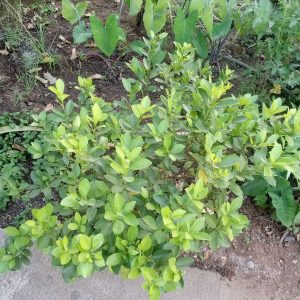 A vibrant green bush with oval leaves growing beside a concrete path, surrounded by diverse garden plants.