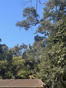 A monkey walks across a corrugated metal roof with tall green trees and a clear blue sky in the background.