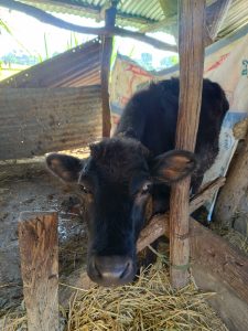 The picture shows a black cow standing inside a rustic barn. It is looking directly at the camera. The dried paddy stems are scattered on the ground. The floor behind the cow looks muddy and wet, and the wall is covered with rusted tin.