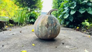 A pumpkin placed on a hard concrete surface with leafy plants in the background.