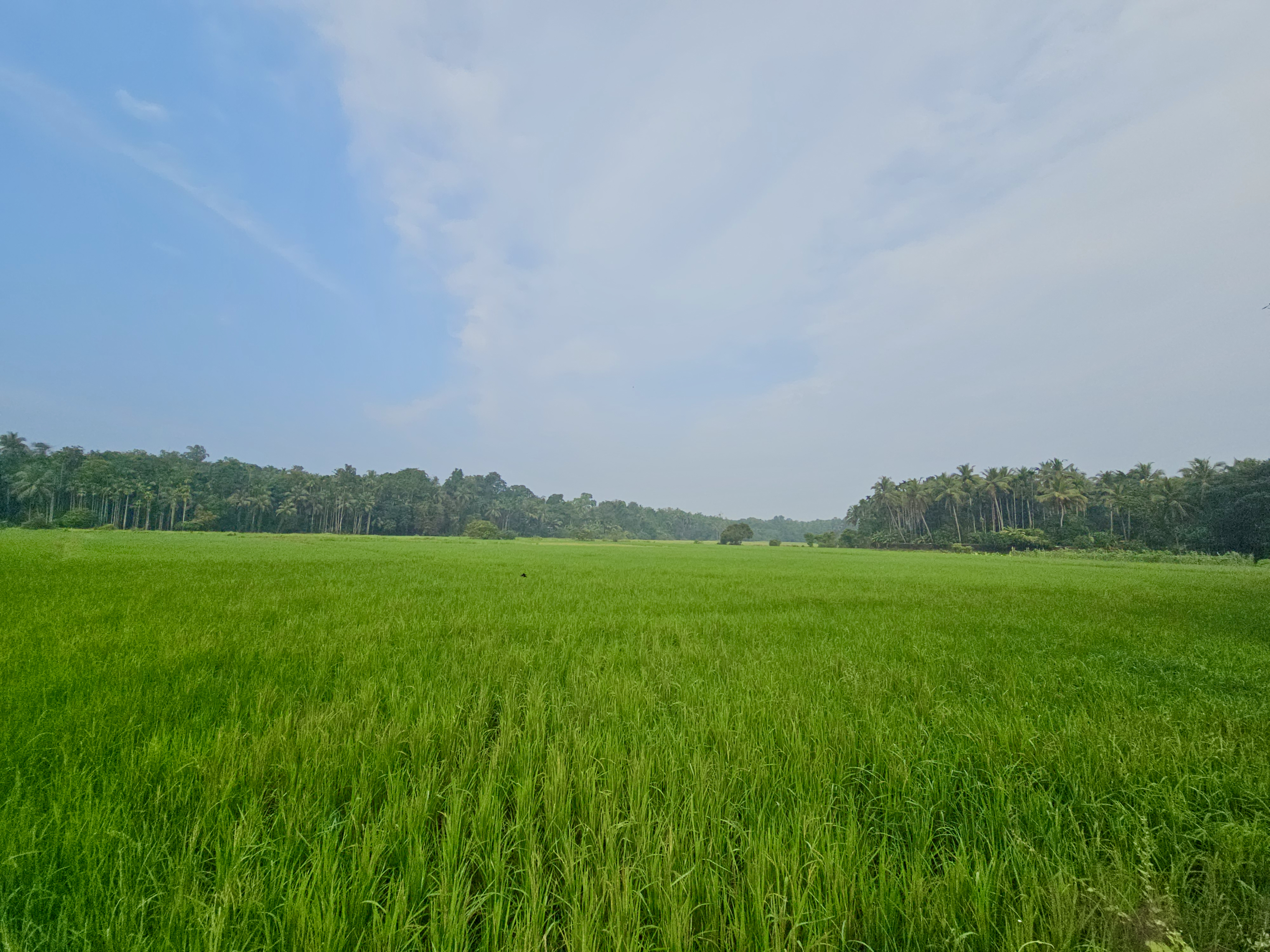 A vast green paddy field stretches out under a soft blue sky in Vellanoor, Chathamangalam, Kozhikode. The fresh greenery and peaceful landscape show the natural beauty of Kerala&rsquo;s farming areas. 