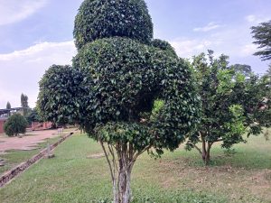 An image of a well-cut, structured green plant in a garden.