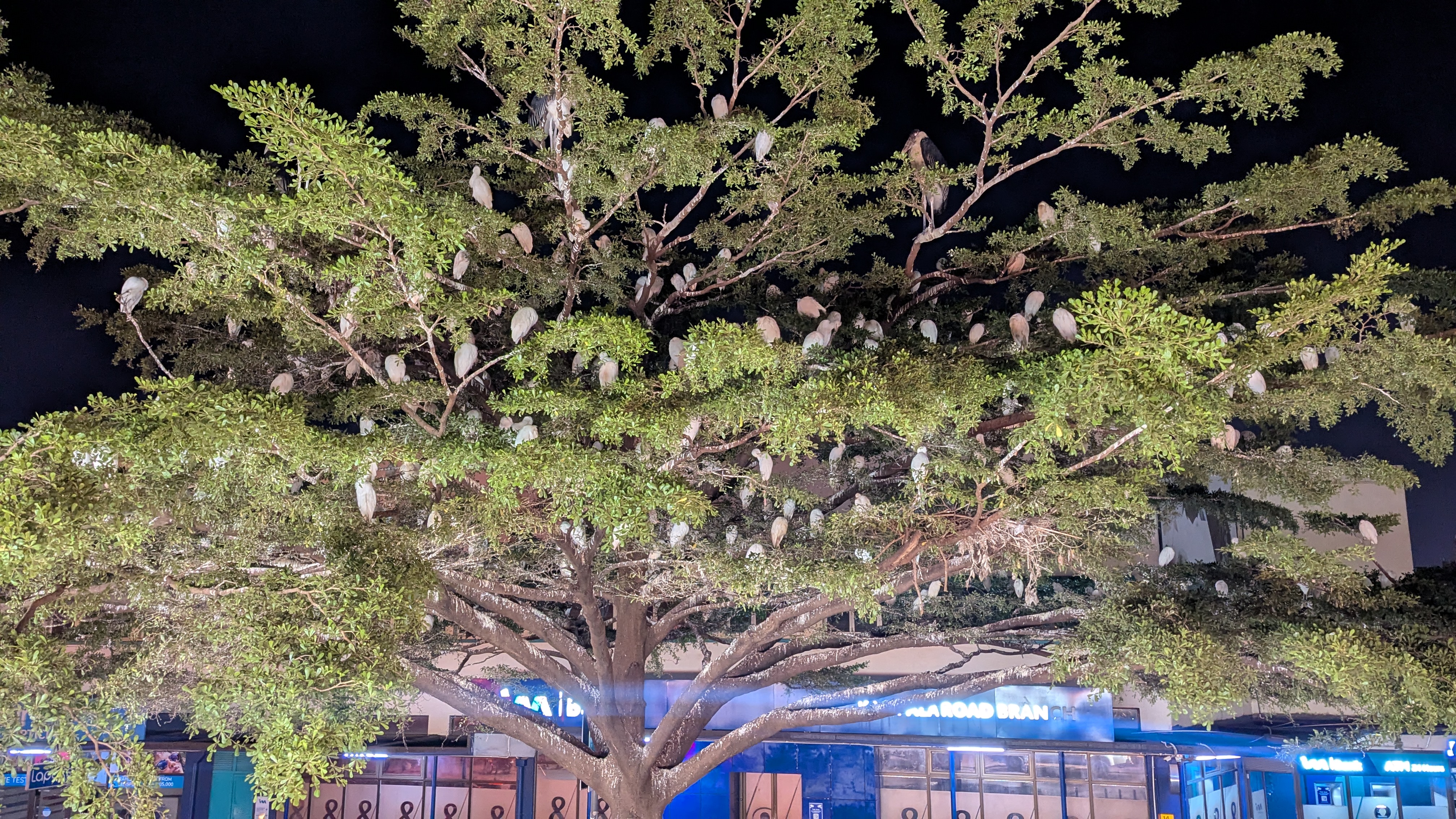 A group of white birds perched on a huge tree branches at night.