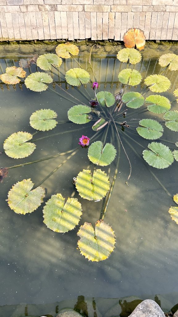 A serene water scene featuring lily pads and a pink water lily in bloom.