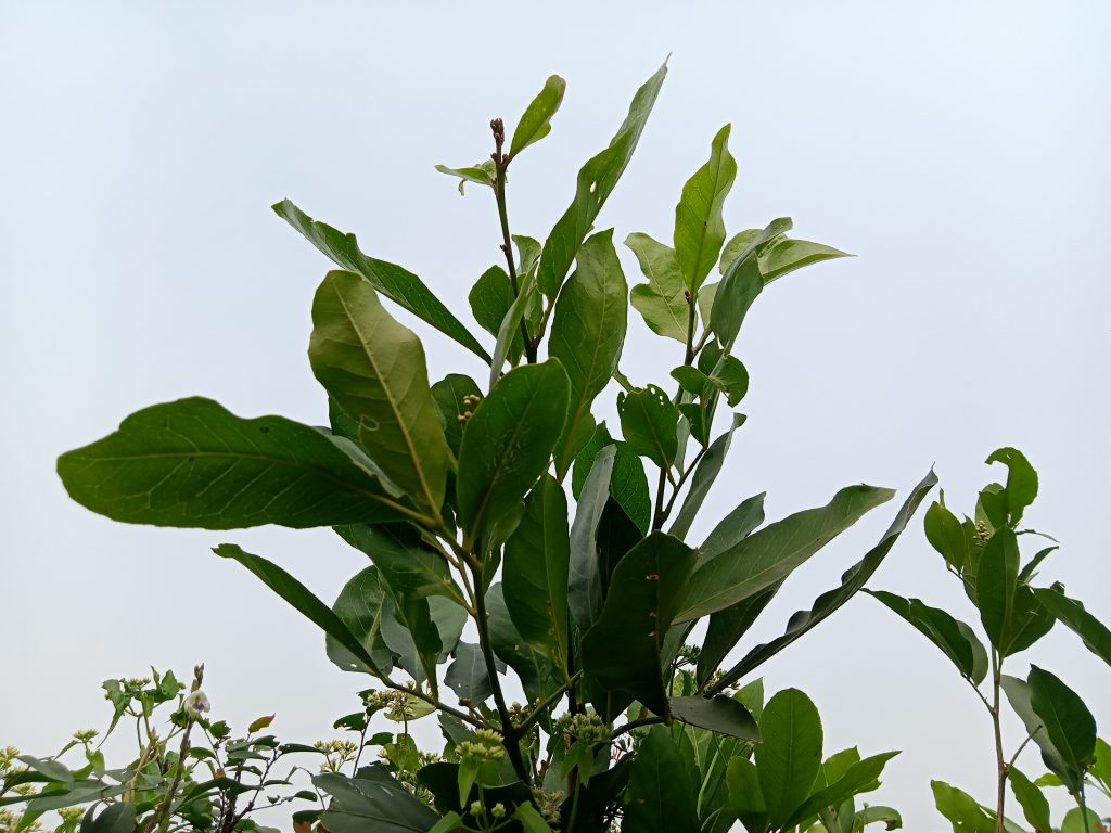 Plants with green leaves and flowers under the sky, Kawtoli, Brahmanbaria, Bangladesh