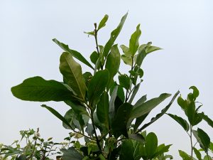 Plants with green leaves and flowers under the sky, Kawtoli, Brahmanbaria, Bangladesh