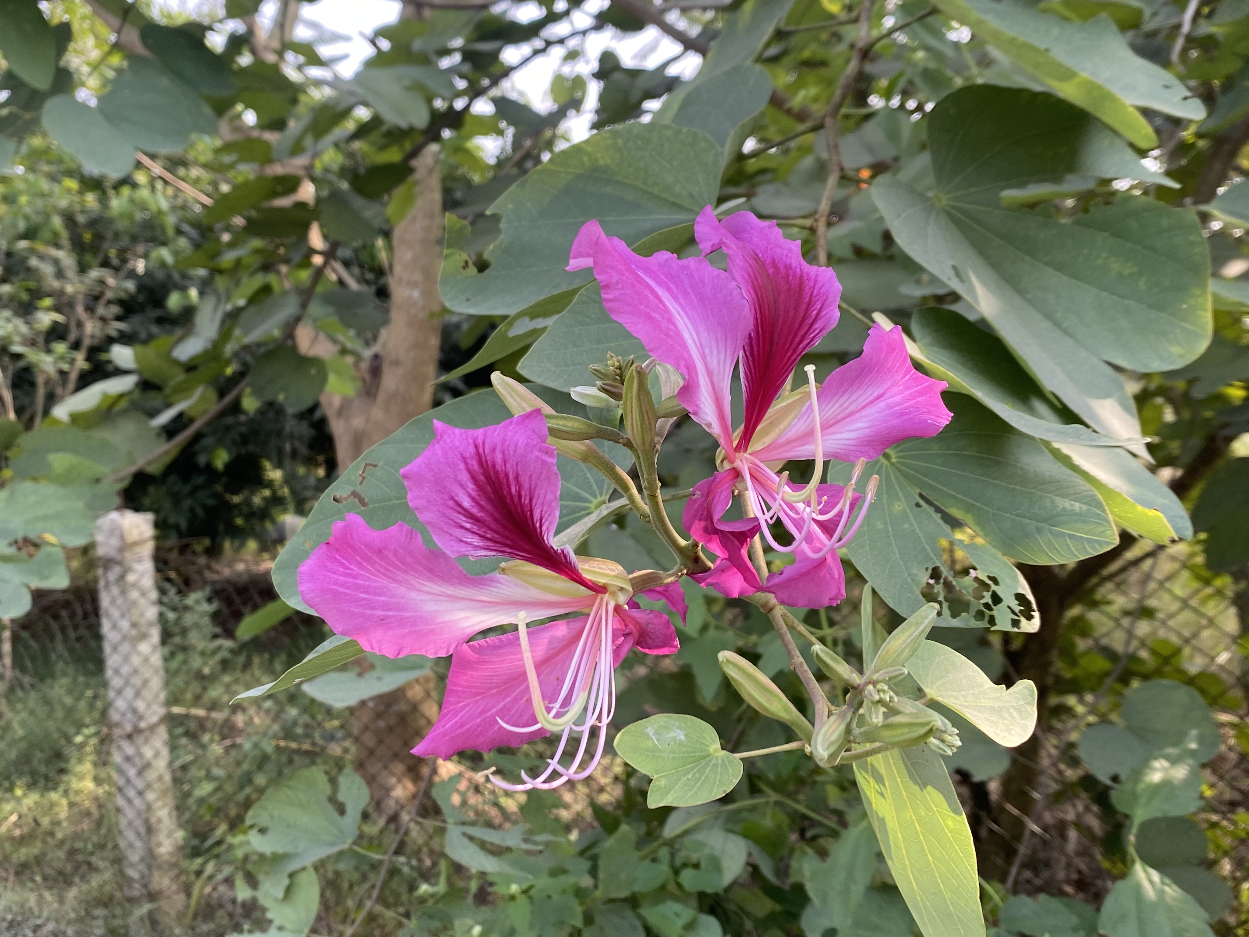 Vibrant pink flowers with white stamens bloom against lush green leaves. Background features a fence and trees, conveying a serene, natural setting.