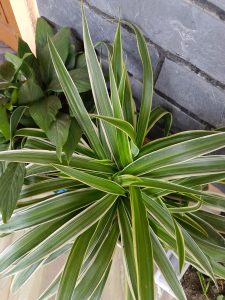 A close-up view of a potted plant with long, green leaves featuring white stripes, growing next to a darker leafy plant.