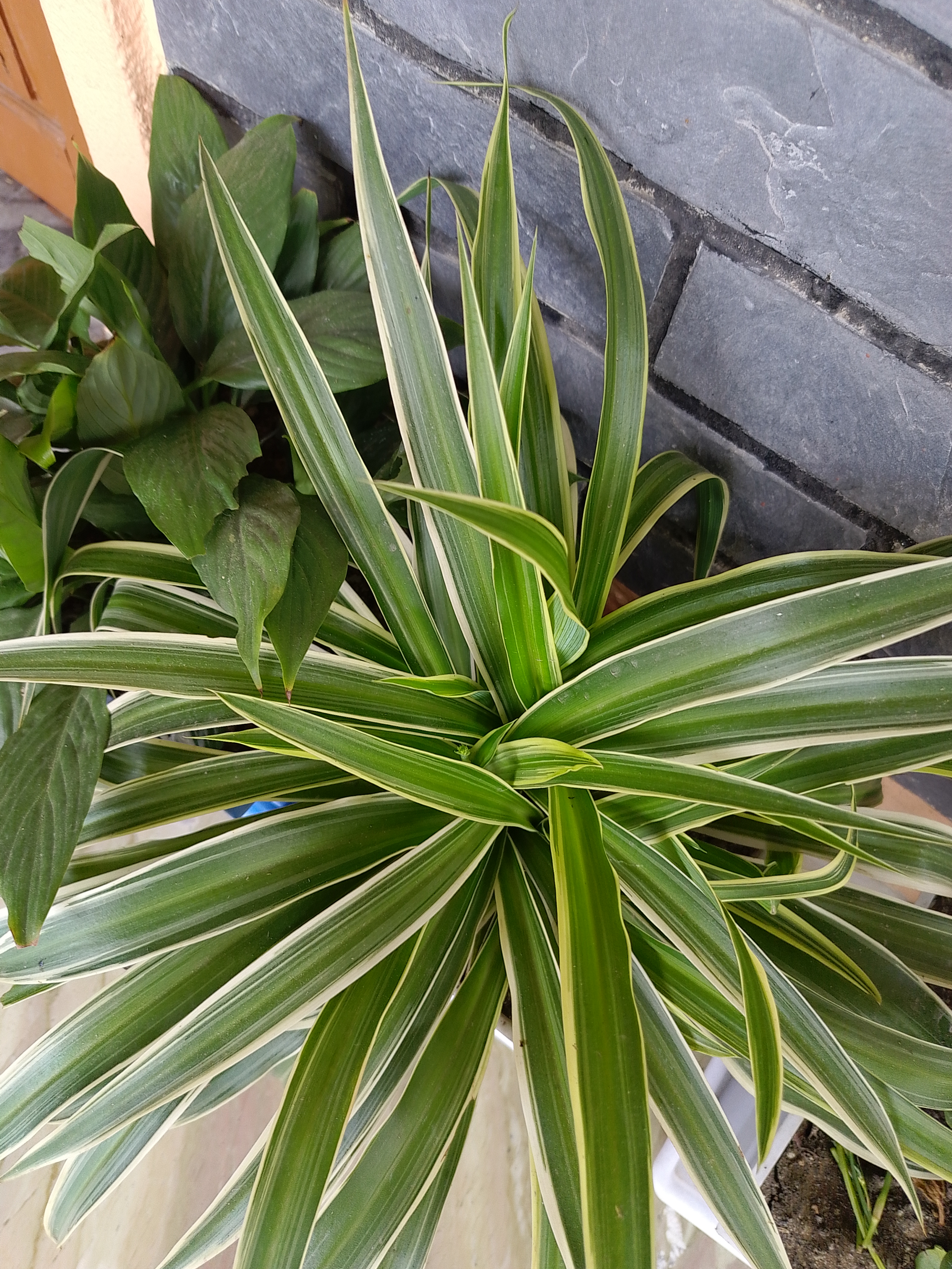A close-up view of a potted plant with long, green leaves featuring white stripes, growing next to a darker leafy plant.