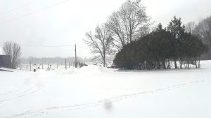 A snowy yard, with a pile of snow in the middle.  A copse of cedar trees on the right, a house in the distance in the center. On the left, much farther away, a field full of cows.