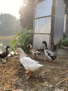 A group of ducks is gathered near the edge of a pond, with sunlight filtering through the trees in the background. 
