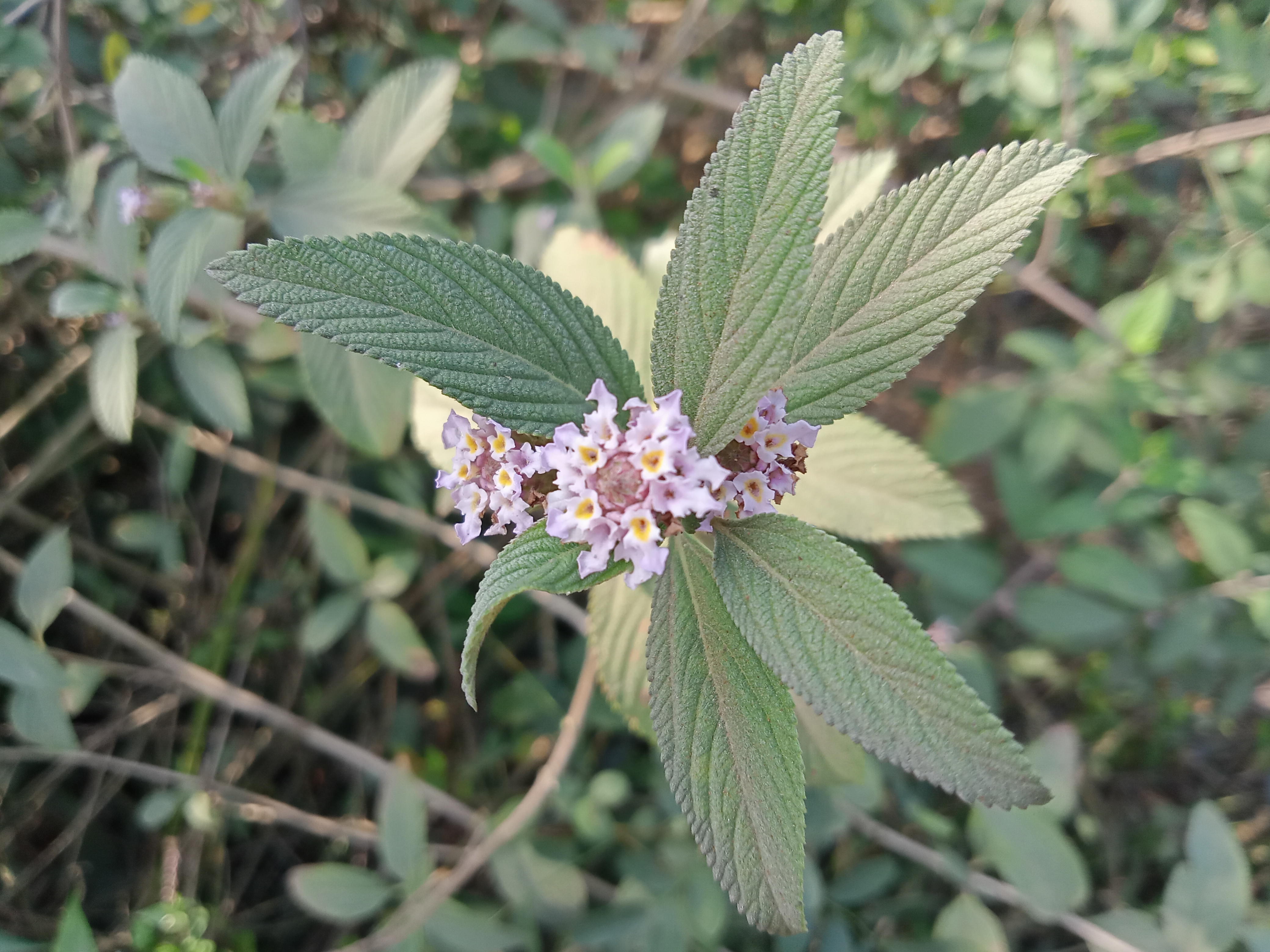 Close-up of a flowering plant with green textured leaves and small pale purple flowers, photographed in Kawtoli, Brahmanbaria District, Bangladesh.