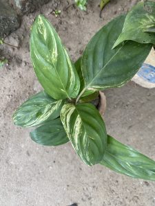 A top-down view of a green plant with large, glossy leaves.