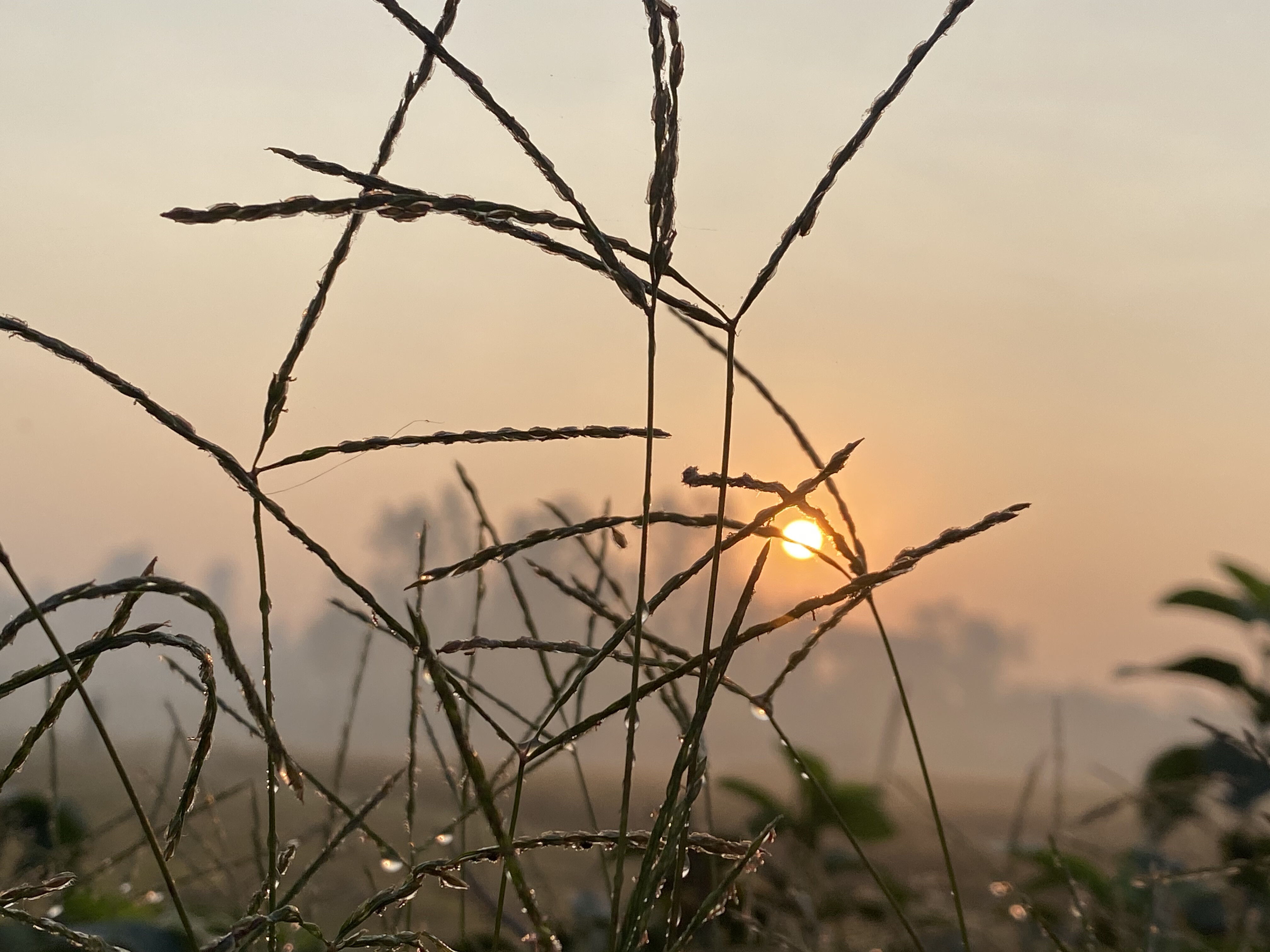 Dewy grass at sunrise with the sun peeking through a misty field.