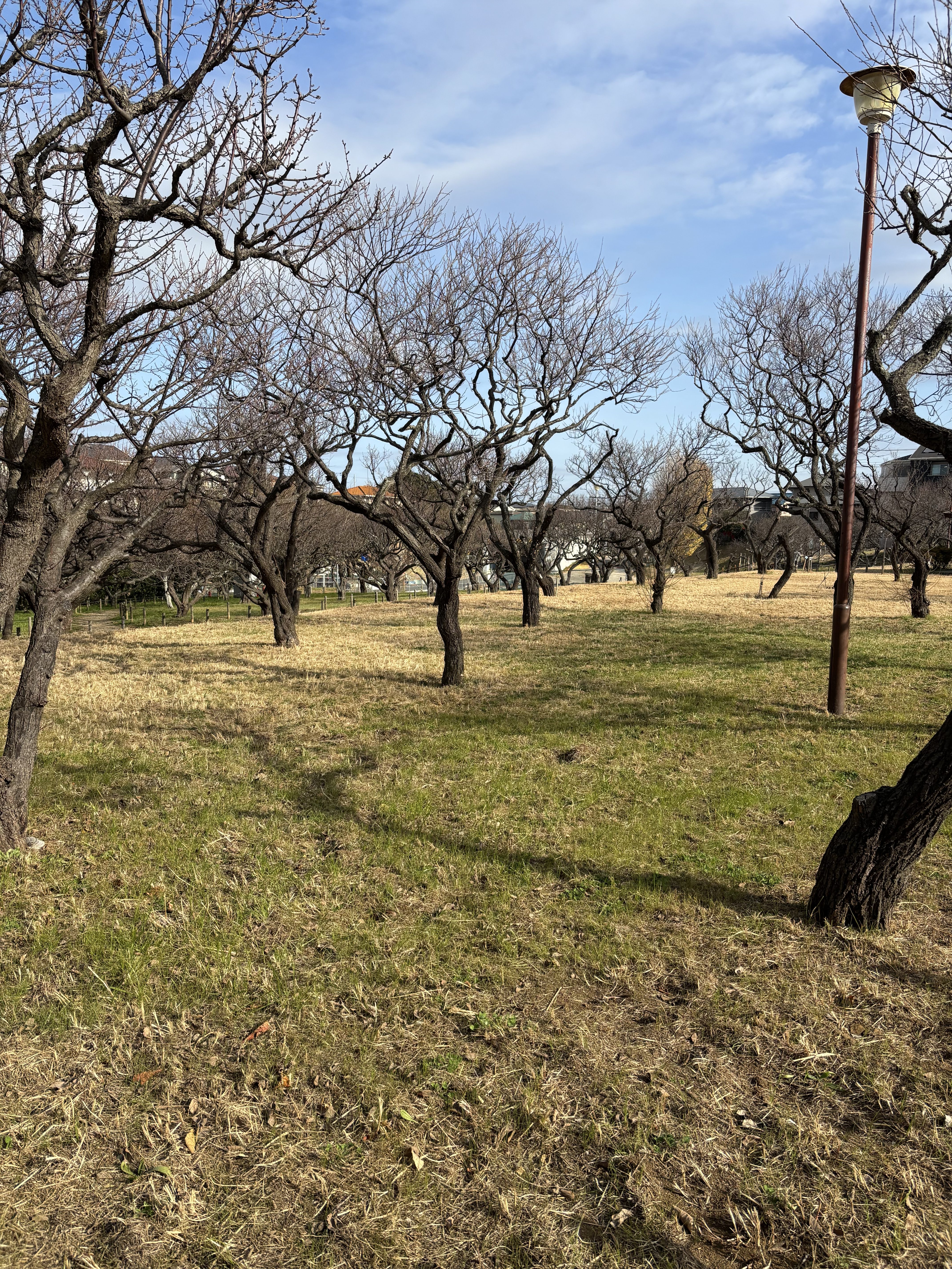 Trees bereft of leaves, on a dry grass field, a crooked rusty lamp post in the foreground to the right and building in partial view beyond the field.
