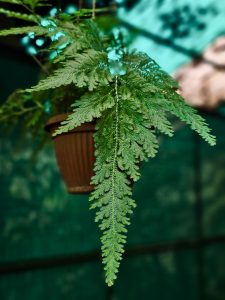 A delicate hanging fern with finely detailed green fronds captured at the Malabar Botanical Garden, Kozhikode, Kerala. The soft background and natural light bring out the texture and the garden plant's calm mood.