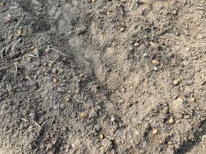 Close-up of seeds scattered on dry, textured soil, highlighting the calm, earthy beginnings of planting.