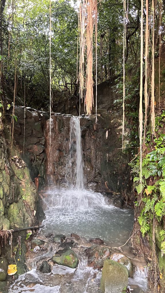 Surrounding the waterfall is dense green foliage, with vines and roots hanging down from above.