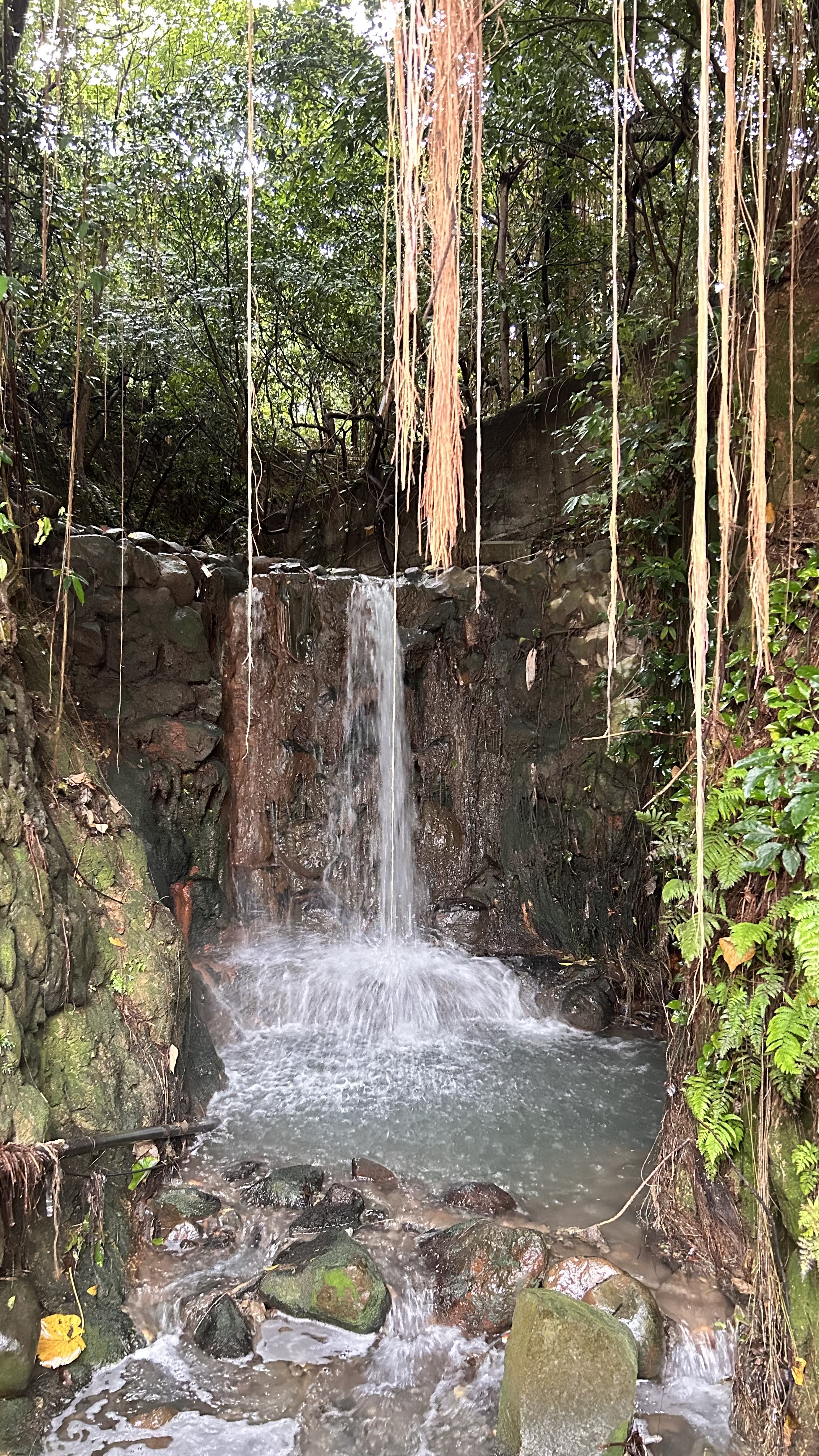 Surrounding the waterfall is dense green foliage, with vines and roots hanging down from above. 