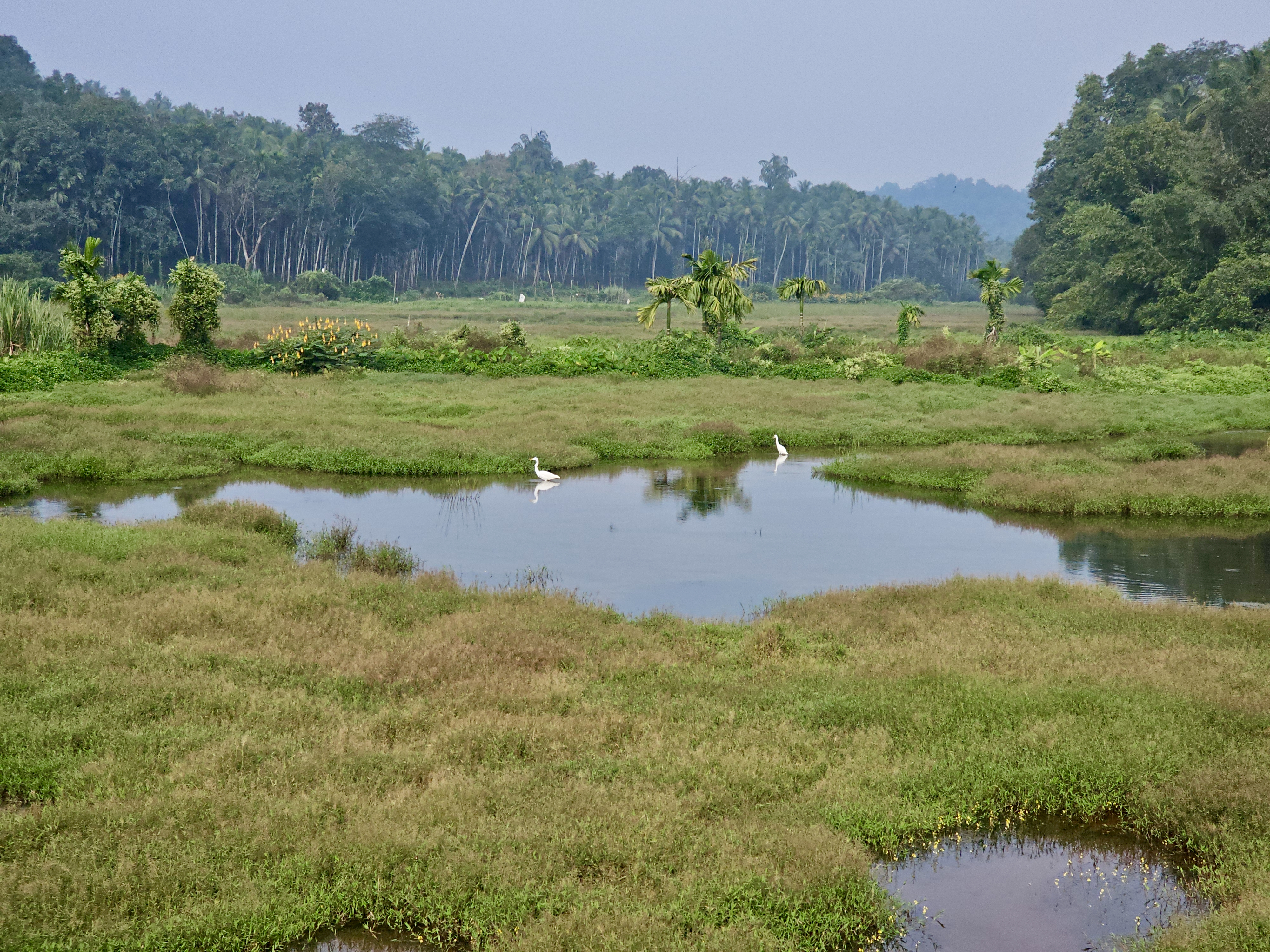 A quiet wetland scene in Poolakode, Mavoor, Kozhikode, with calm water and green patches where two white egrets stand peacefully. The distant trees and hills add depth to this soothing nature view. 