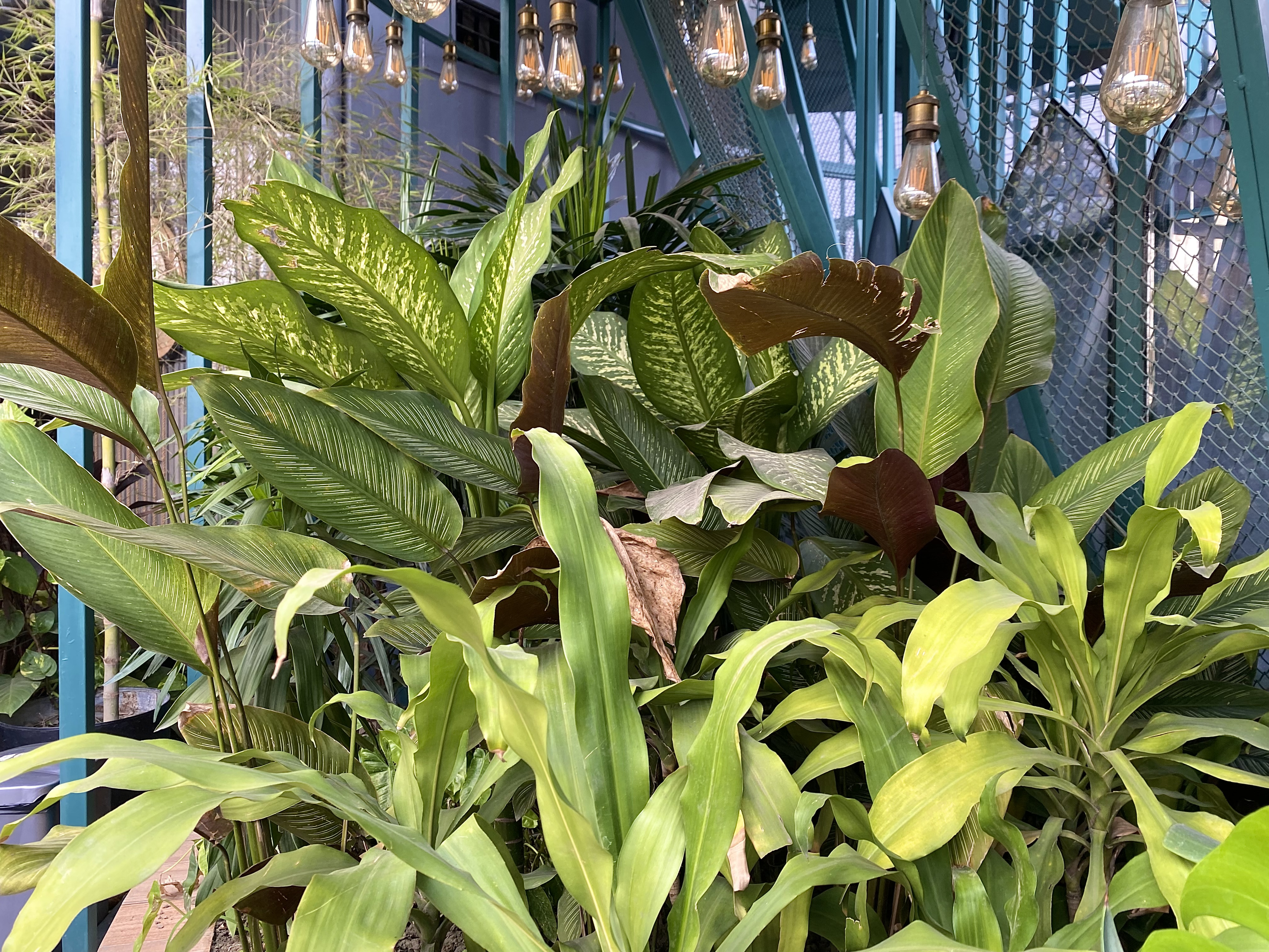 A dense cluster of various green plants is captured, showcasing a mix of broad leaves with different textures and patterns.