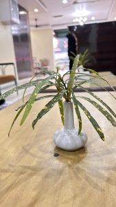A small, leafy plant with slender, speckled green leaves is placed in a white, rounded vase on a wooden table. 