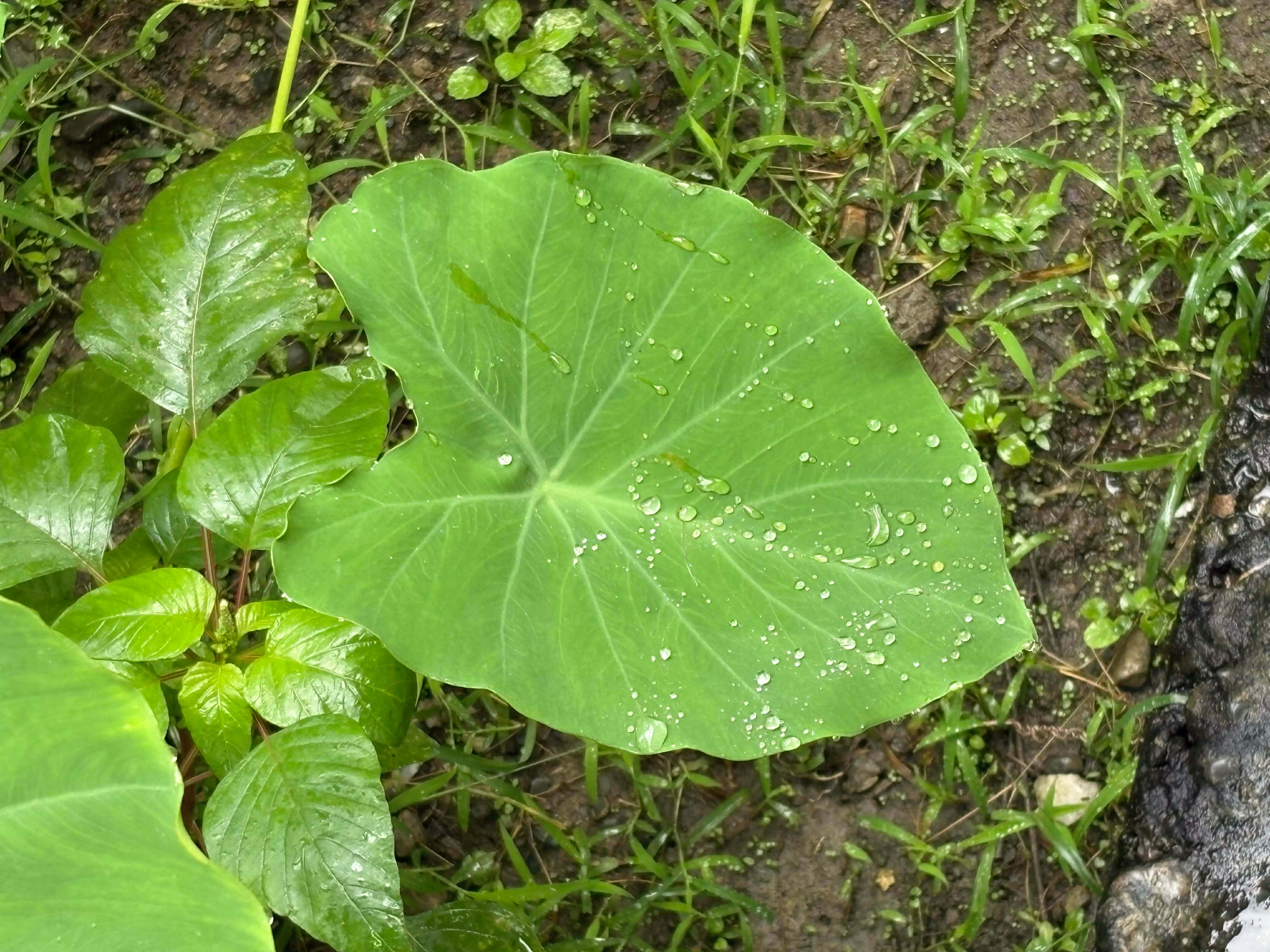 A close-up view of large green leaves in a natural setting, with one prominent leaf displaying water droplets on its surface. 