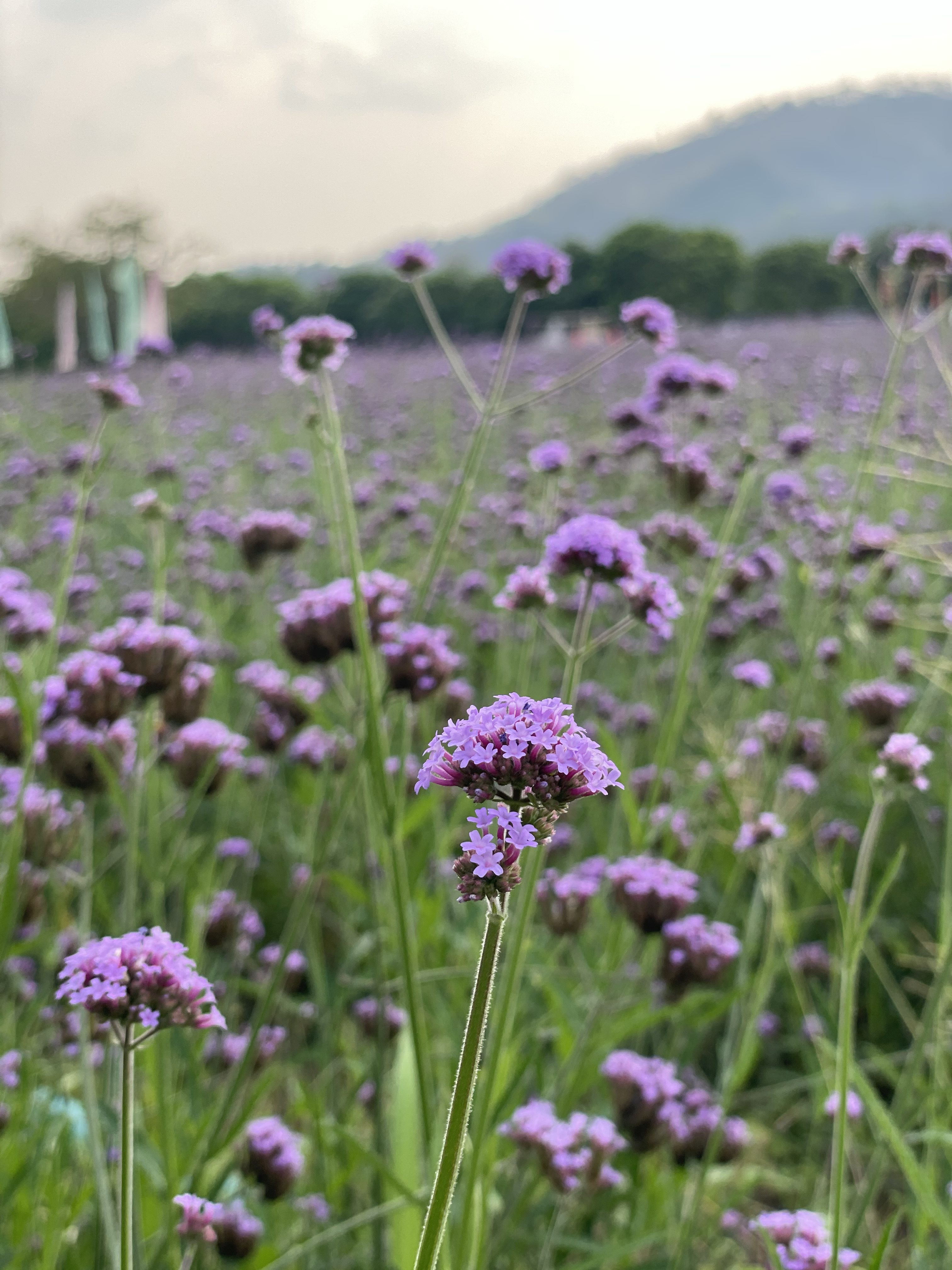 Close-up view of purple wildflowers blooming in a field, with soft-focus greenery and distant mountains under a gentle sky.