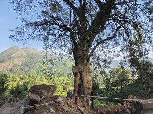 A big tree with an old sign on its trunk stands in front, with green terraced fields and hills stretching behind it.