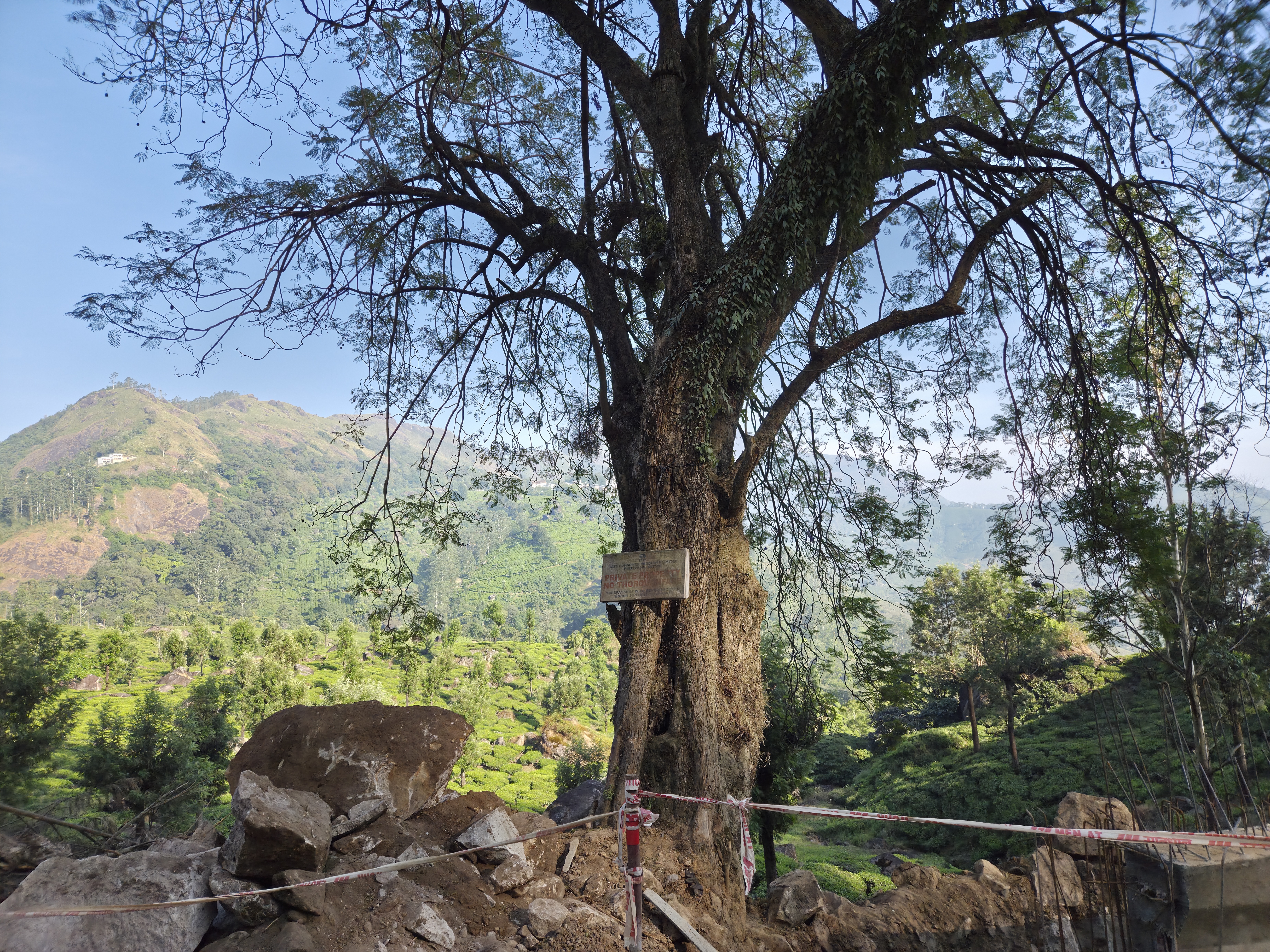 A big tree with an old sign on its trunk stands in front, with green terraced fields and hills stretching behind it.