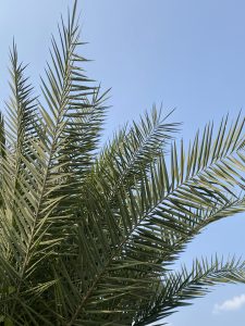 Close-up of tall, pointed palm tree fronds extending into a clear blue sky. The image conveys a sense of tranquility and tropical warmth.