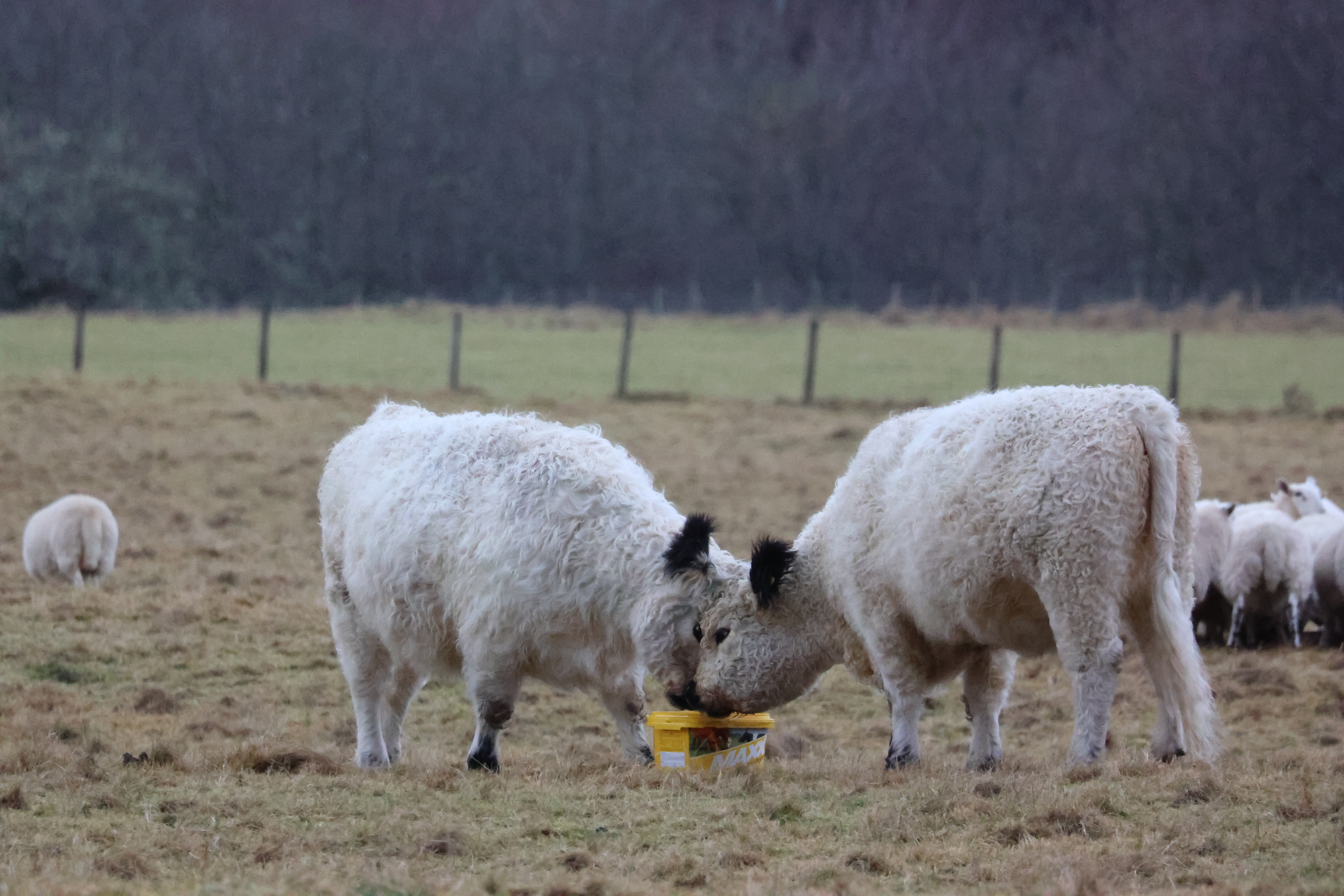 White Galloway Cows locking heads over a feed bucket in the middle of a grass field scattered with sheep.