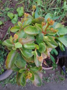 A close-up view of a green succulent plant with thick, glossy leaves and small, budding yellow flowers.