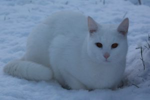 White cat lying in the snow looking into the camera.