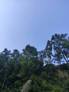A clear blue sky overhead, with a lush green hillside featuring a dense arrangement of trees and foliage at the bottom. 