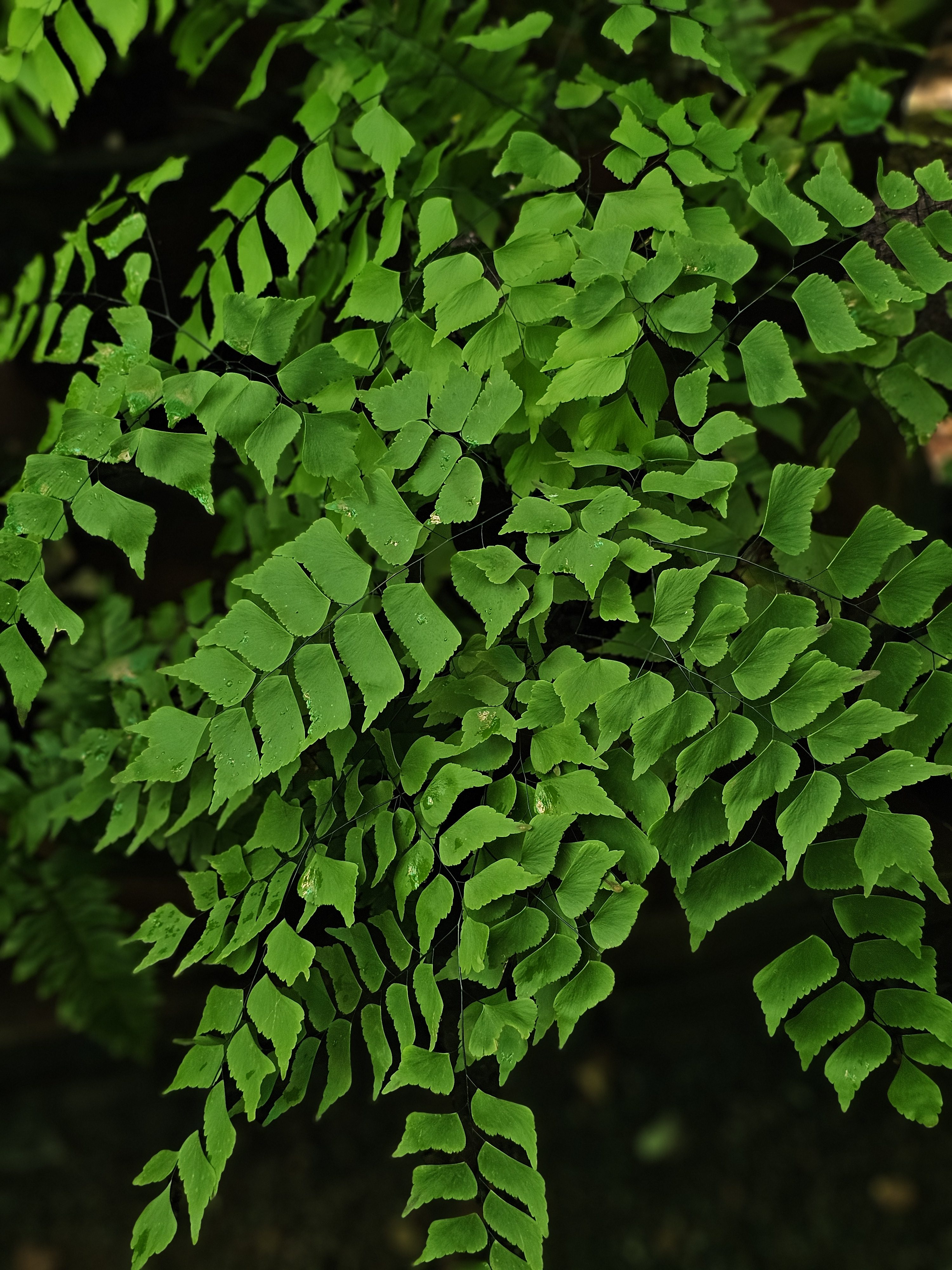 Bright green leaves of a maidenhair fern captured at the Malabar Botanical Garden, Kozhikode. The delicate leaf pattern and gentle light make this simple forest plant look fresh and full of life in its natural setting.