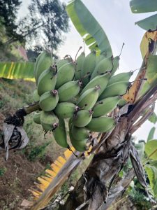A cluster of green bananas is hanging from a banana plant, with some residual dried leaves visible at the base. 