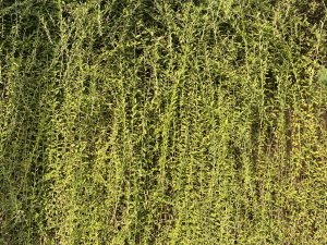 Dense green vines cover a wall, glowing brightly in the sunlight.
