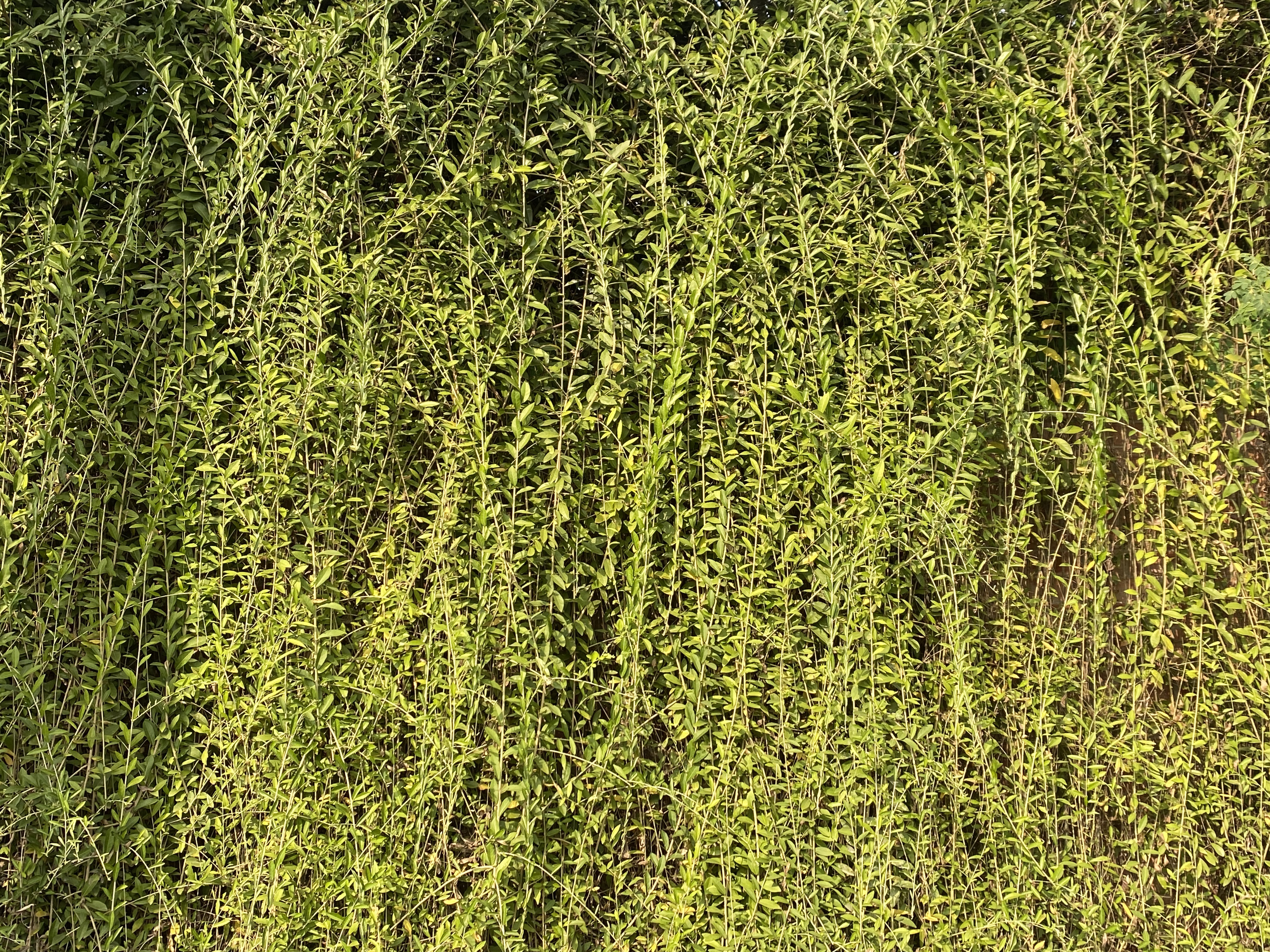 Dense green vines cover a wall, glowing brightly in the sunlight.