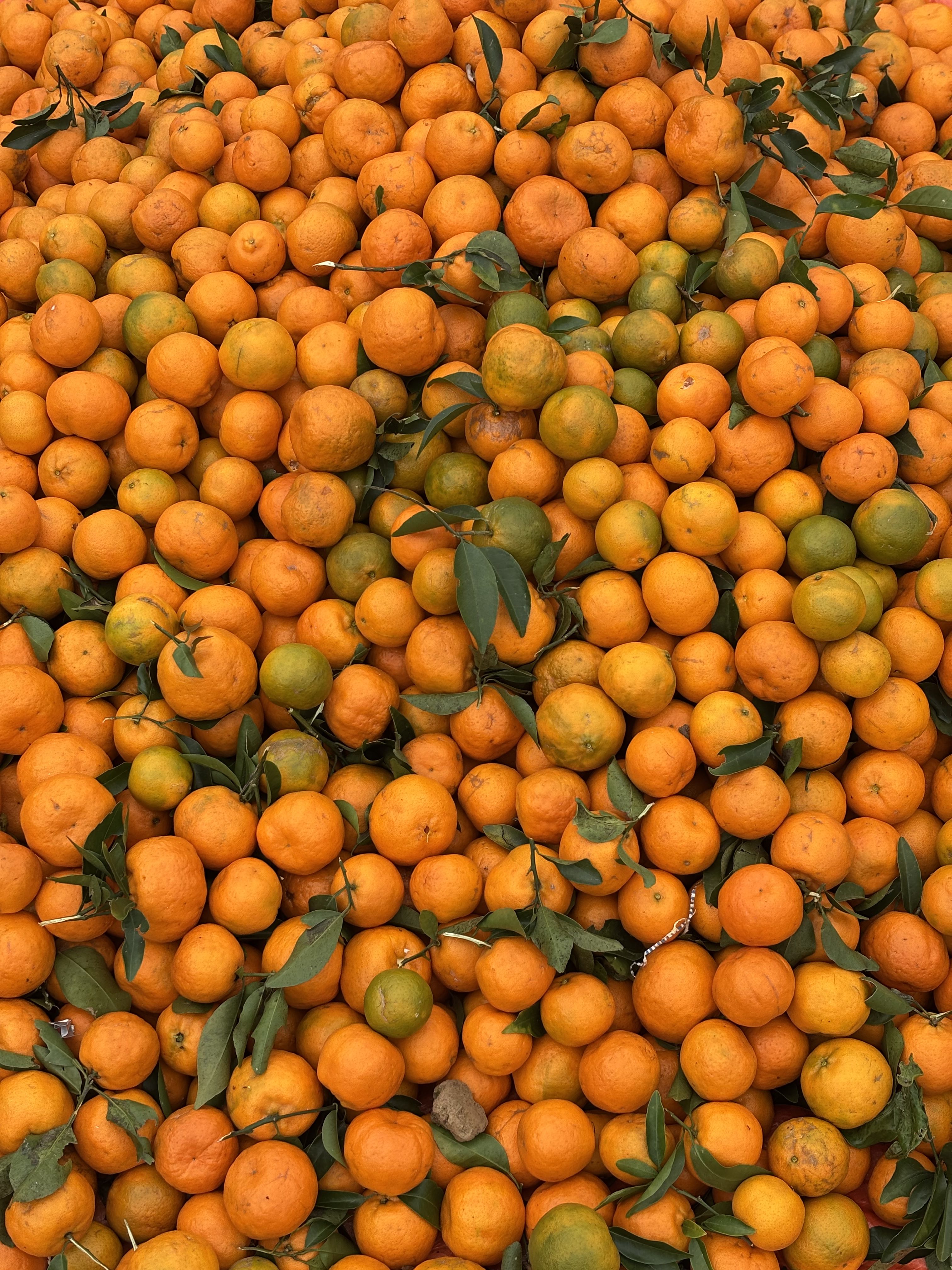 A large pile of vibrant orange and yellow oranges, some with green hints, scattered among green leaves.