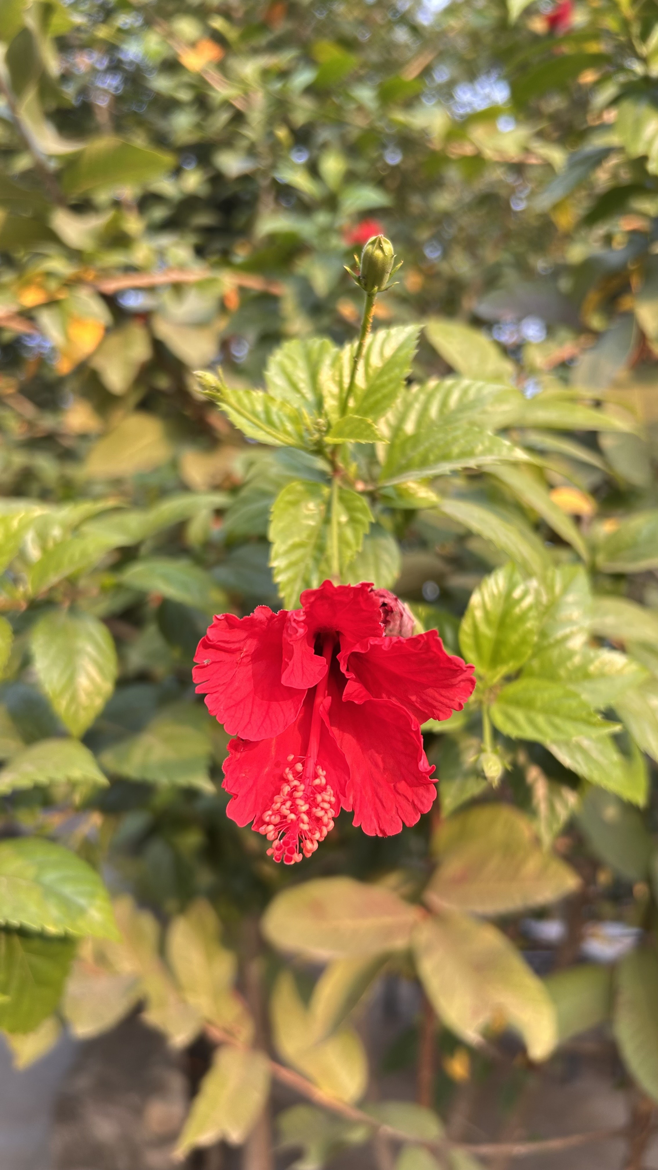 A vibrant red hibiscus flower is in full bloom, featuring intricate petals and a prominent stamen. 
