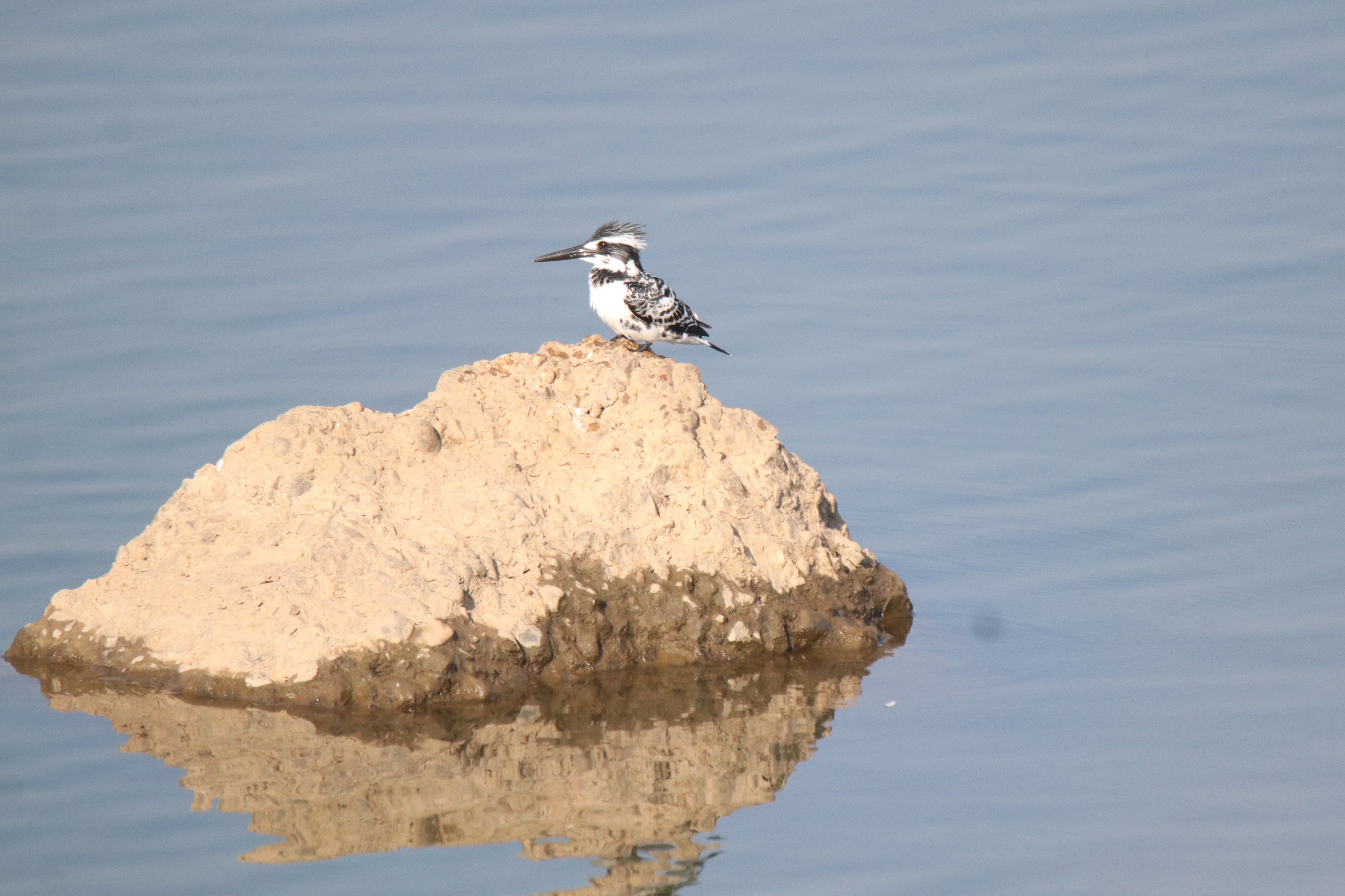 A black-and-white speckled Pied Kingfisher with a long, sharp beak and a small crest sits atop a sandy rock in the middle of a calm body of water.